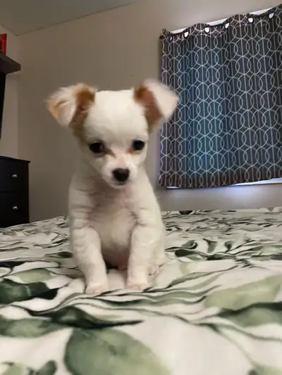 Chihuahua puppy, View more