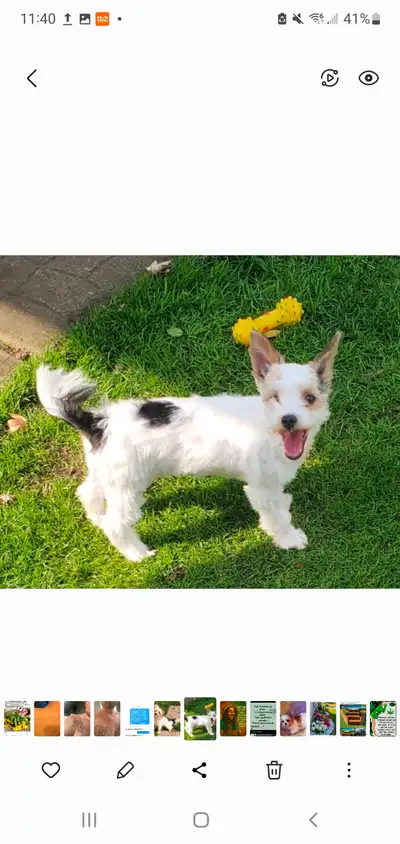 Yorkie Male, View more