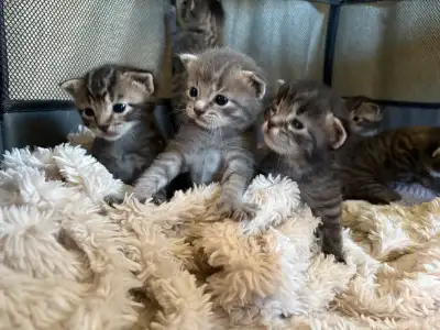 Cutest Kittens ‍, View more