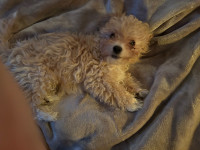 Poodle/ Chinese Crested