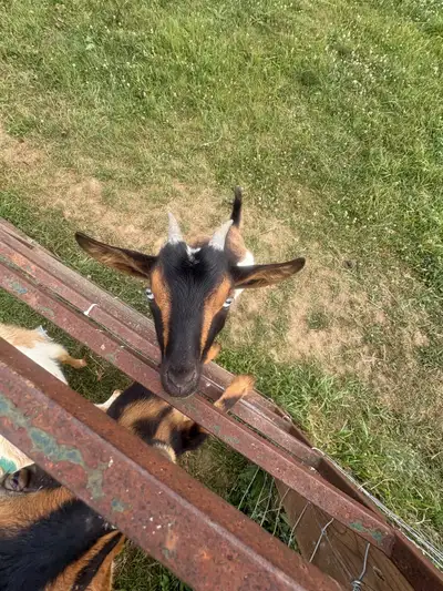  Nigerian dwarf  Doe, View more