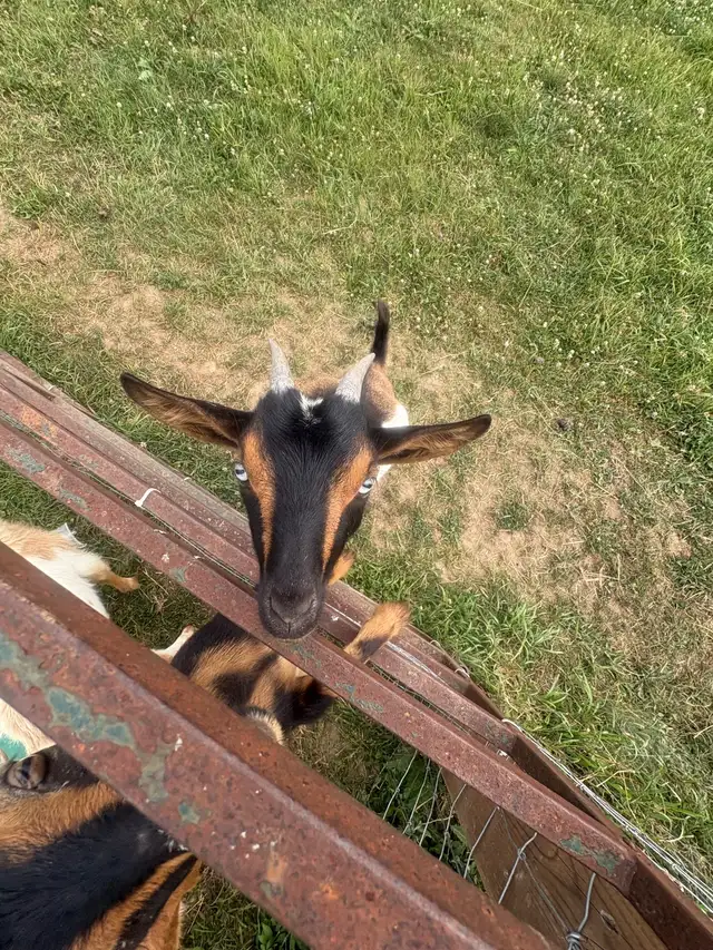  Nigerian dwarf  Doe in Livestock in Owen Sound - Image 2