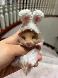 Easter bunny hamster 
