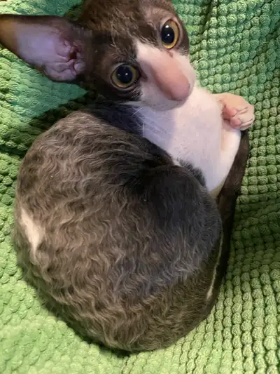Cornish Rex, View more