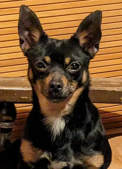I am rehoming my 100% Chihuahua male dog. Magnus is five years old. He is housebroken and crate trai...