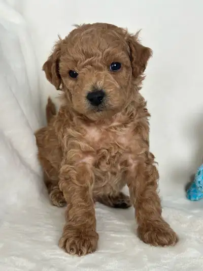 Mini Goldendoodles, View more
