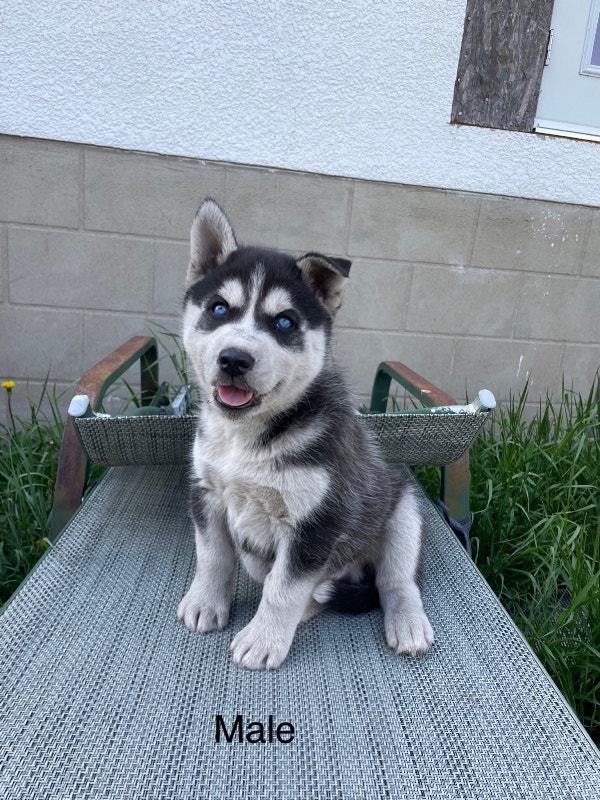 Purebred Siberian Husky Pups Dogs & Puppies for Rehoming Edmonton