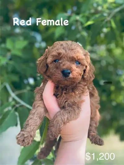 READY IN 2 WEEKS! Hi there, I got 6 adorable and healthy puppies for sale! They are purebred toy poo...