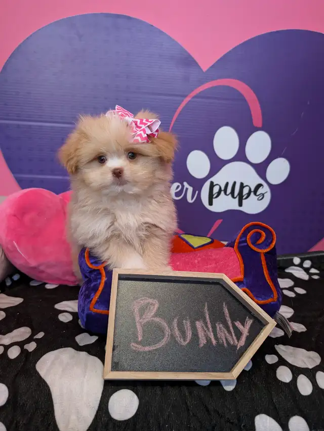 Pomeranian mix shihtzu Pomshis ready July 15 in Dogs & Puppies for Rehoming in City of Toronto - Image 5