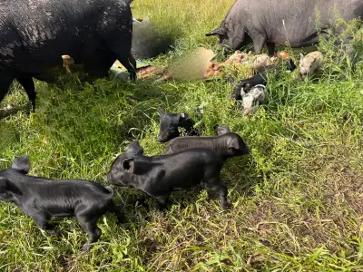 Large Black/ Mangalitsa pig piglets, View more