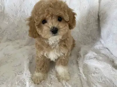 poodle miniature  caniche, View more