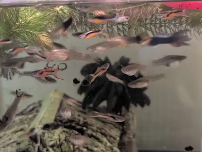 guppies for sale, View more