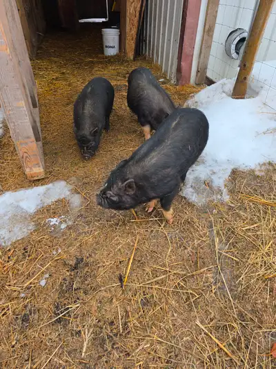 Kune/pot belly pigs - males, View more