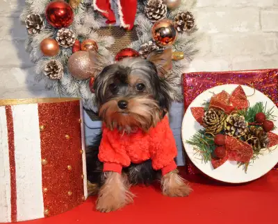 Yorkie Puppies, View more