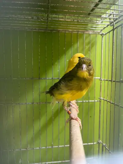 couple canary, View more