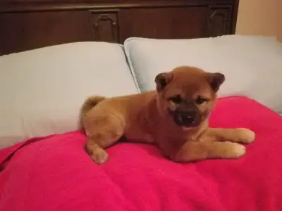 MAGNIFIQUE CHIOT FEMELLE SHIBA INU, View more