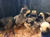 Spring flock chickens