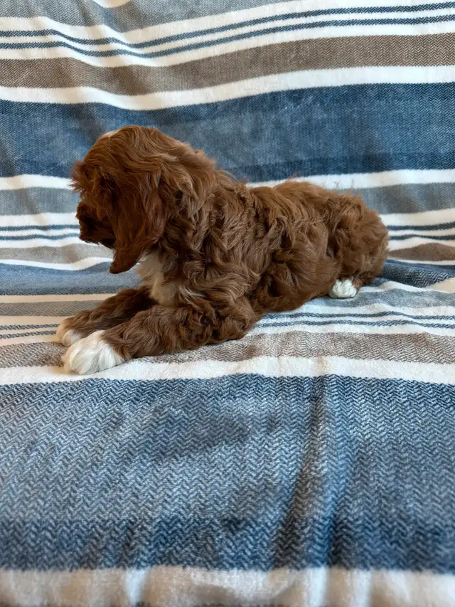 ❤️Home Raised Mini Cockapoo's With A 2 Year Health Guarantee❤️ in Dogs & Puppies for Rehoming in City of Toronto - Image 3