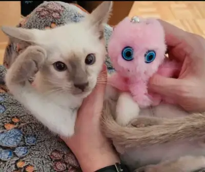♂️Mâle Siamois Vacciner♡Beautiful Siamese Kitten Vaccinated♂️, View more