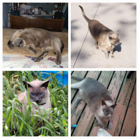 Missing Bluepoint Siamese Cat Ruttiger