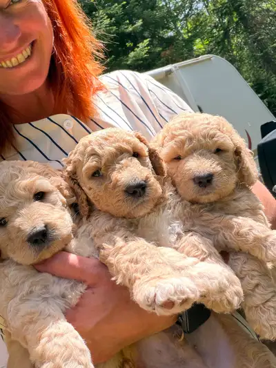 Magnifique goldendoodle élevage familial ♥️, View more