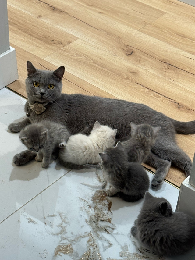 British shorthair X Ragdoll kittens in Cats & Kittens for Rehoming in Mission