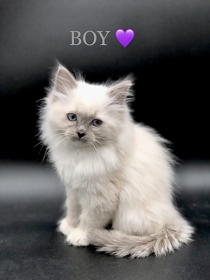 RAGDOLL KITTENS Cats & Kittens for Rehoming Kelowna Kijiji