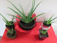 Aloe  Vera  Succulent  Plants