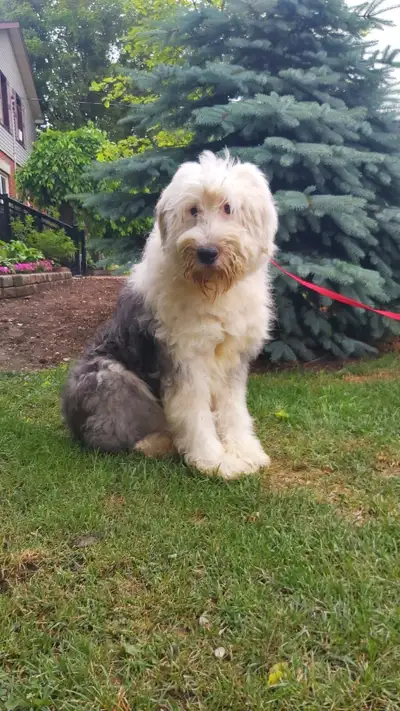 Male Sheepadoodle, View more
