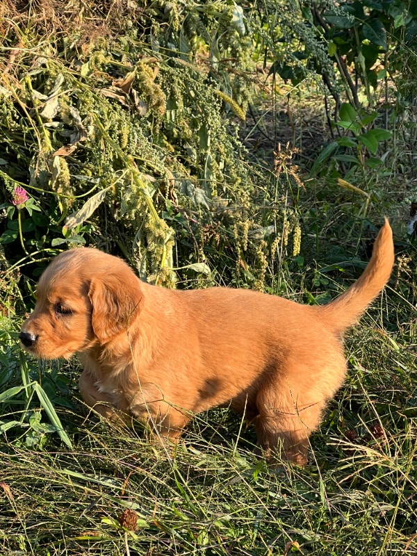 Golden Retriever Puppies Dogs & Puppies for Rehoming Ottawa Kijiji