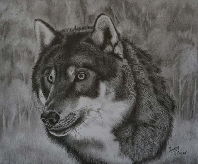 Pet Portraits in pencil or color in Animal & Pet Services in Fort St. John