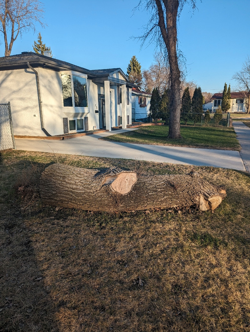 Large elm log Free Stuff Winnipeg Kijiji