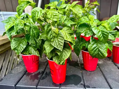 Khang Star Lemon Starburst pepper plants + other rare peppers
