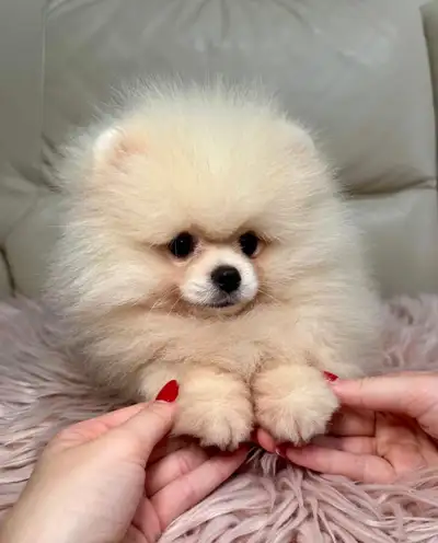 Show Quality Pomeranian Boy, FCI & UKU Pedigree, EU Registered, View more