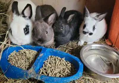 1 dark grey male, 1 black male, 1 white and black female, 8 weeks old healthy Netherland dwarf pet b...