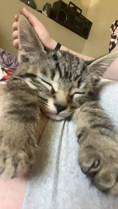 Has all up dated shots she’s 3 months old and very healthy need to rehome due to allergies