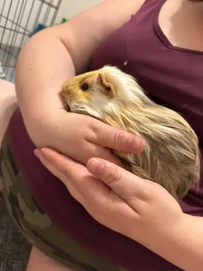 2 younger male guinea pigs , View more