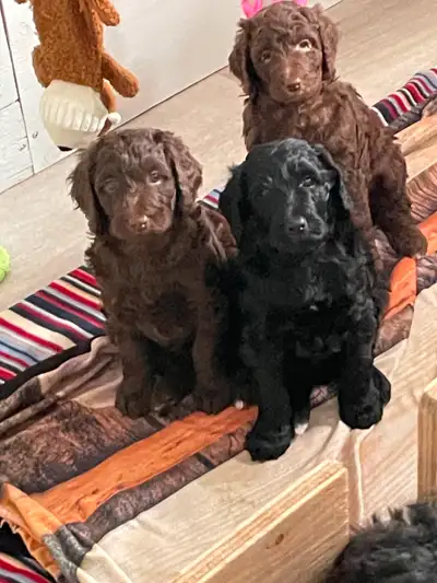 Voici nos trois belles filles goldendoodle standard. Elles ont 5 semaines ; Élevées en milieu famili...