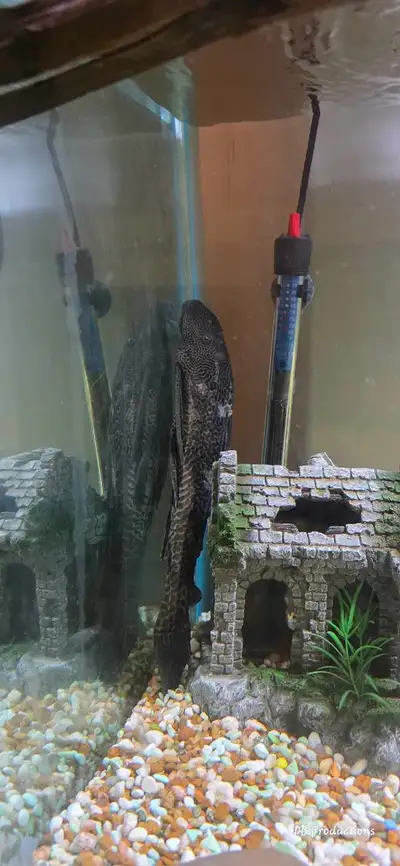 2 18in plecos needing new home free!!!, View more