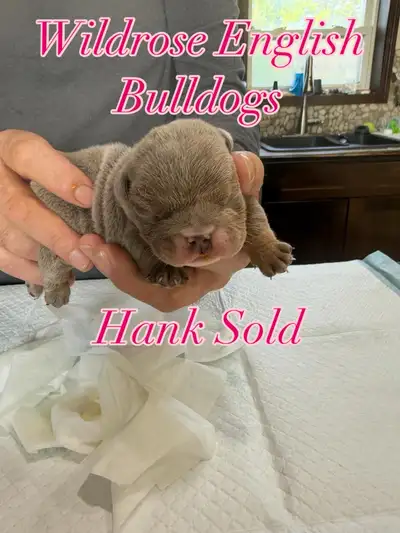 English Bulldog Puppies , View more
