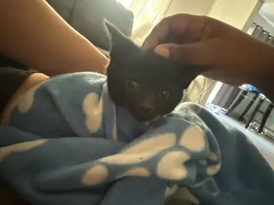 Rehoming black Kitten, View more