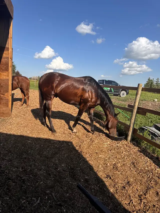 FOR SALE – 5- year old Gelding | Horses & Ponies for Rehoming | Calgary ...