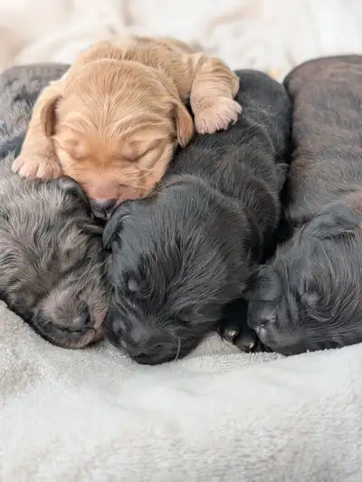 F1 Miniature Goldendoodle Puppies, View more