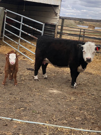 Miniature Cow with Bull calf at side