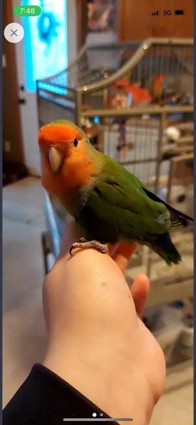 Beautiful Peach Faced Lovebird female. She comes with a cage. She's hand tamed and will sit on your...