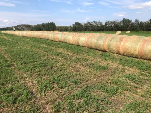 Round hay bales in Livestock in Red Deer - Image 4