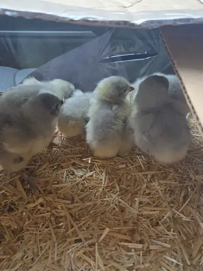 lavender chick's , View more
