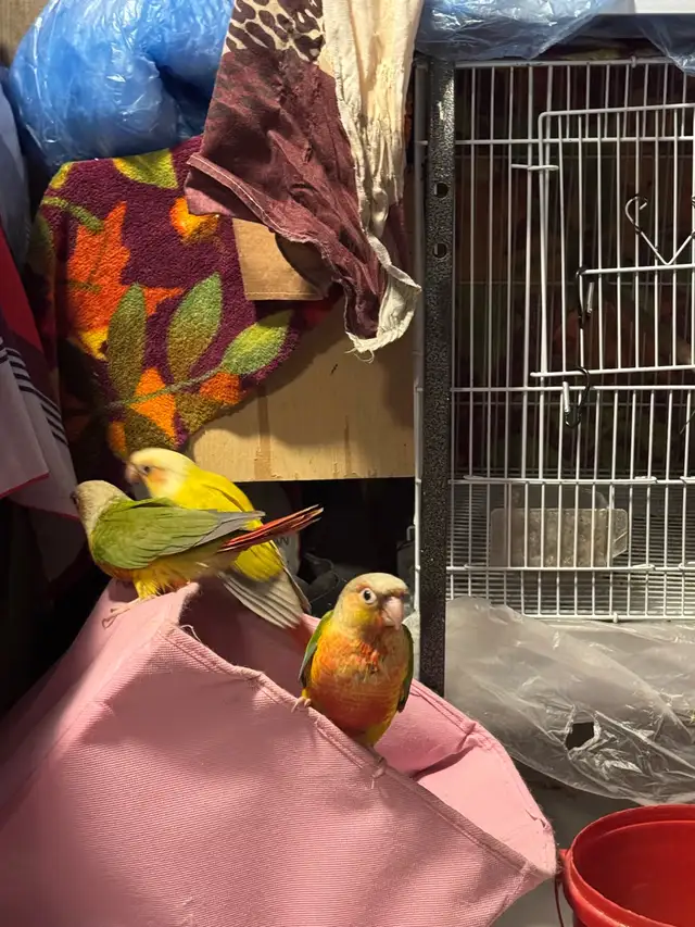 conure  friendly in Birds for Rehoming in Mississauga / Peel Region - Image 7