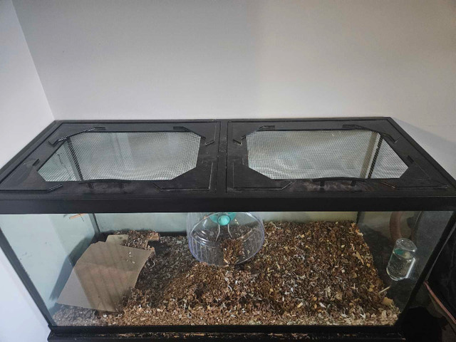 Male gerbil and 90 gallon tank setup in Small Animals for Rehoming in Calgary - Image 2