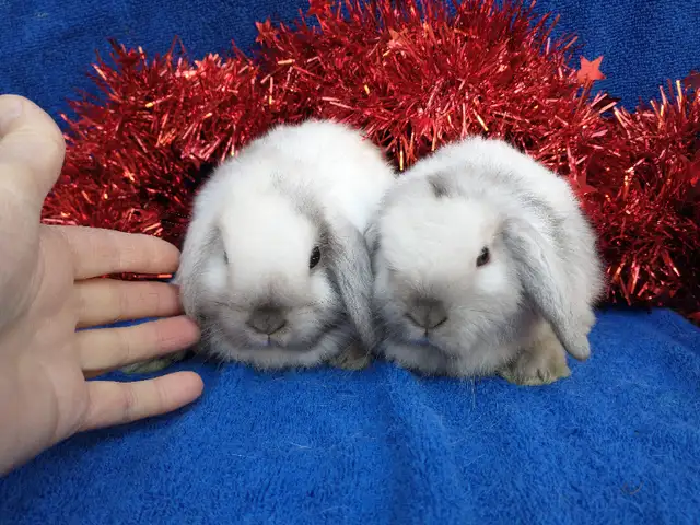 EXTRAORDINARY Netherland dwarf, Holland lop, Lionhead, mini rex in Small Animals for Rehoming in Cornwall - Image 11